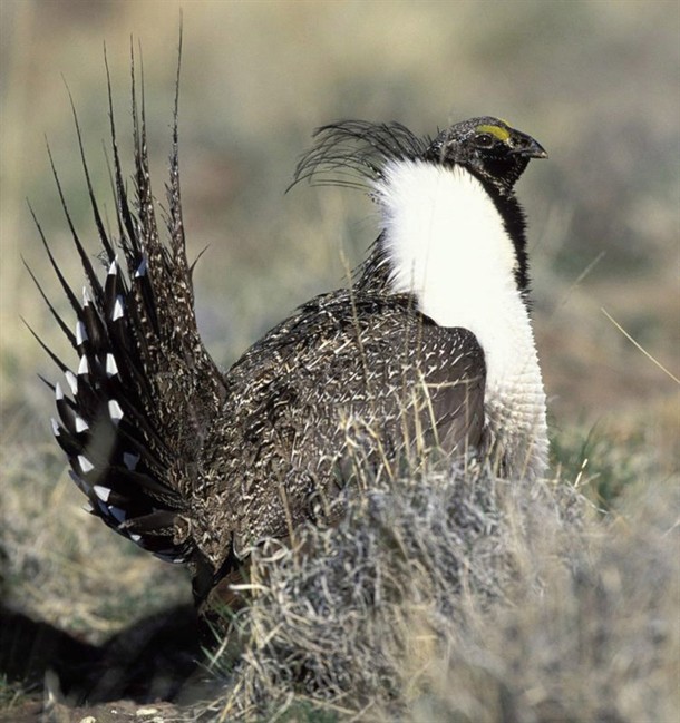 This undated image shows a wild sage grouse.