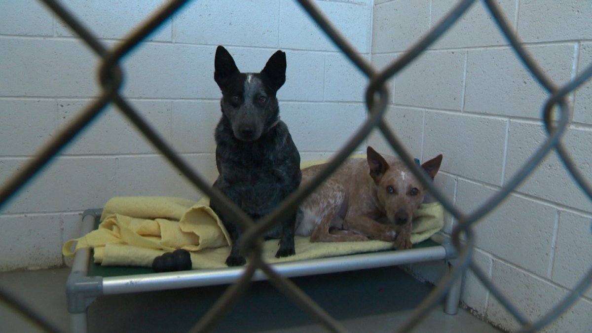 Two dogs await adoption at local Humane Society.