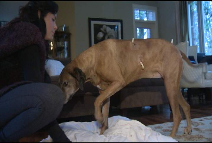 Cindy Switzer comforts Bella, a 7-year-old Rhodesian Ridgeback, as the dog recovers from a Pit Bull attack Saturday. 
