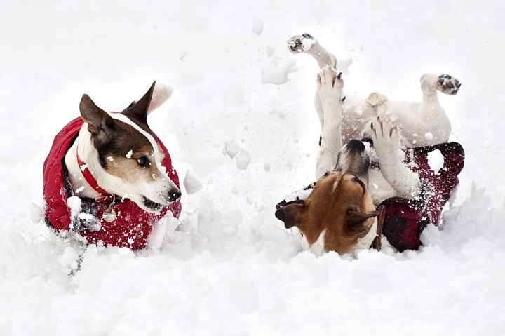 Dogs play in the snow on the Sandringham estate in Norfolk on February 5, 2012.