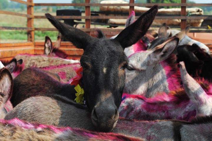 U.S. retail giant Walmart was forced to recall donkey meat sold at its stores in China after tests showed some of the product may contain fox meat.