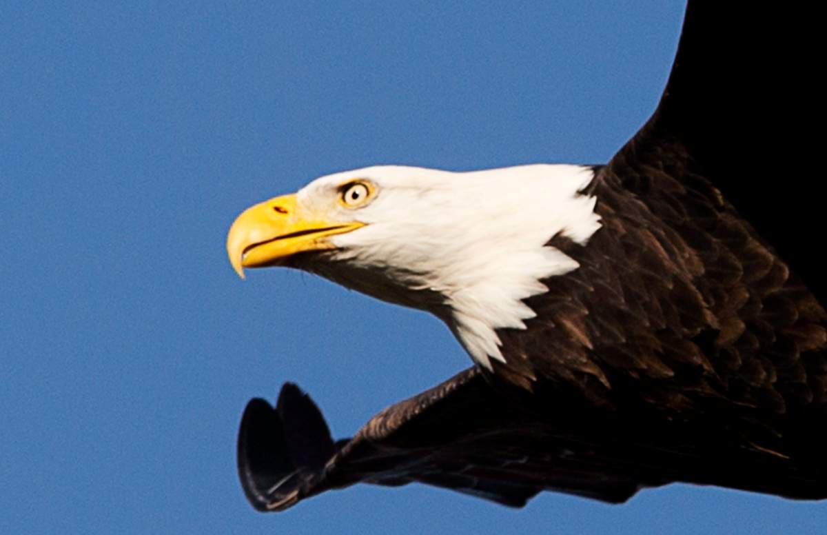 Annual Brackendale eagle count numbers double from last year - image