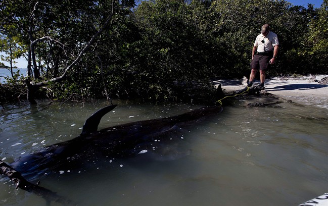 A park ranger watches over a dead pilot whale that stranded itself with several others in News Pass south of Lover's Key on Monday, Jan. 20, 2014, in Lee County, Fla.