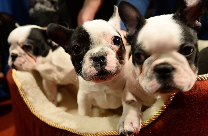 back brace for french bulldog