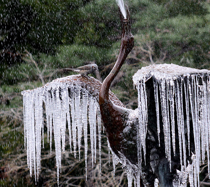 Cold in Japan: A bird sits on a frozen crane sculpture fountain with icicles hanging from its wings at a Tokyo park on January 14, 2014. 