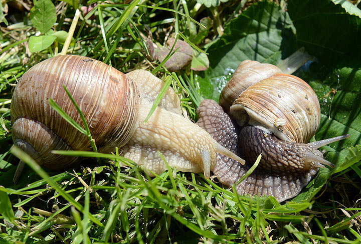 Slugs and snails are ravenous plant eaters that leave behind slimy trails of destruction as they glide through nurseries and lawns, farm fields and gardens. Remedies abound, but prevention is an effective way to start.