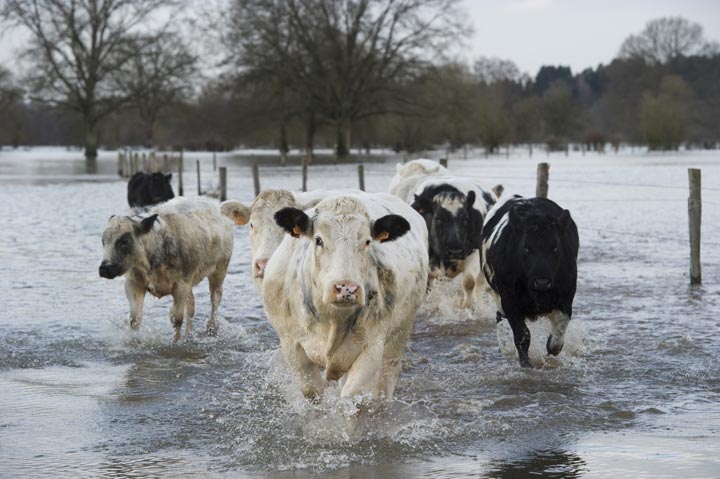 A herd of dairy cows nearly lifted the roof off their barn in central Germany when methane released by the animals caused an explosion.
