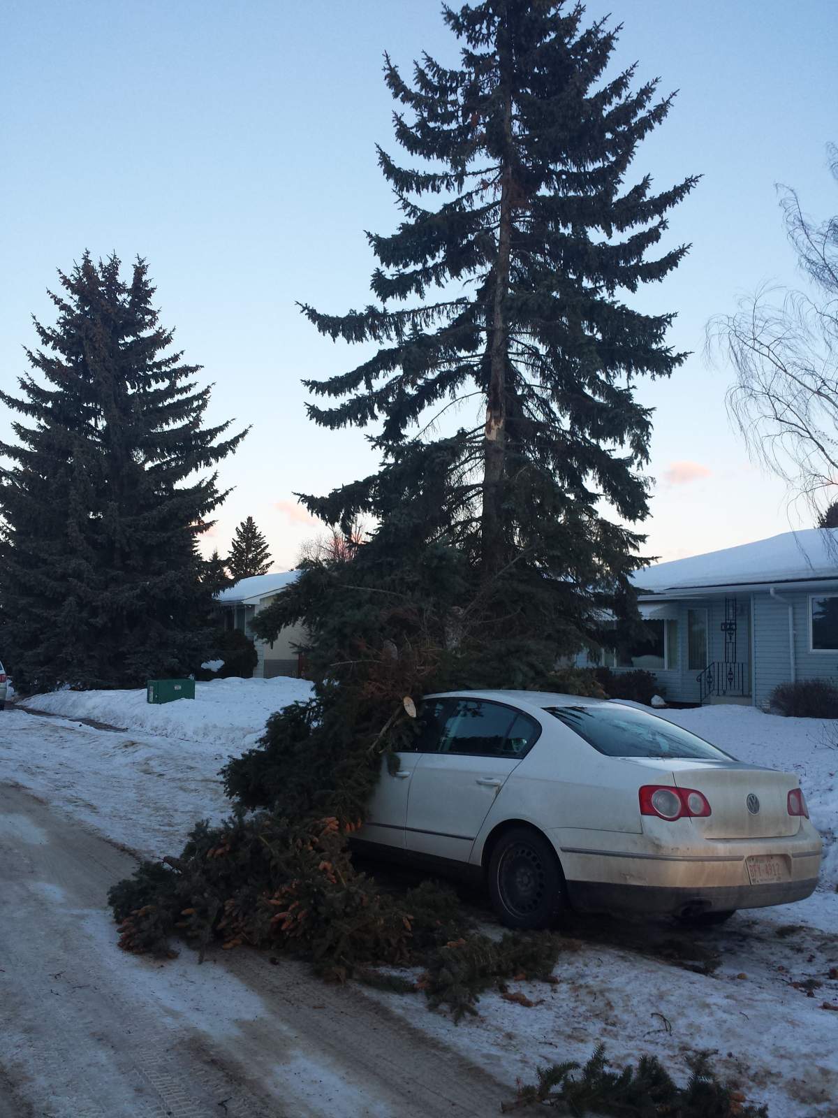 High winds cause a tree to snap and fall on a vehicle, Wednesday, January 15, 2014.