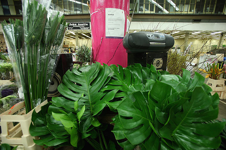 Helping your houseplants survive the dark days