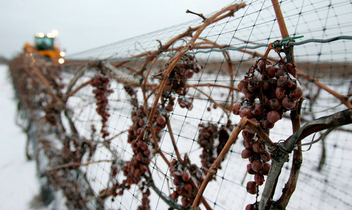 Canadian icewine makers produce prize-winning liquid gold