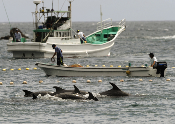 In this Sept. 2, 2010 file photo, fishermen drive bottle-nose dolphins into a net during their annual hunt off Taiji, Wakayama Prefecture, western Japan. A Japanese government spokesman defended an annual dolphin hunt Monday, Jan. 20, 2014, two days after U.S. Ambassador to Japan Caroline Kennedy tweeted tweeted that she was deeply concerned by the inhumanity of the practice. 