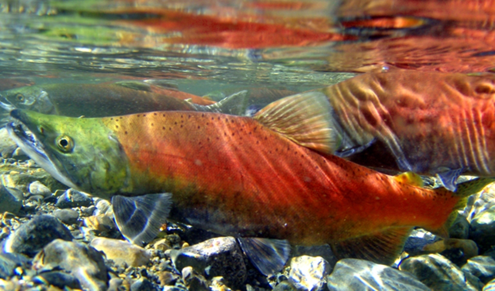 Kokanee salmon stock hit and miss - image