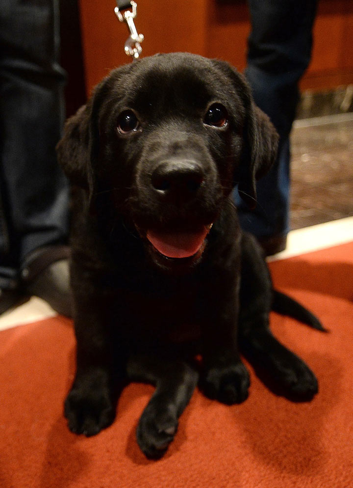 A Labrador Retriever puppy poses as the 2013 most popular dog breeds in the US are unveiled to the press at the American Kennel Club in New York on January 31, 2014.