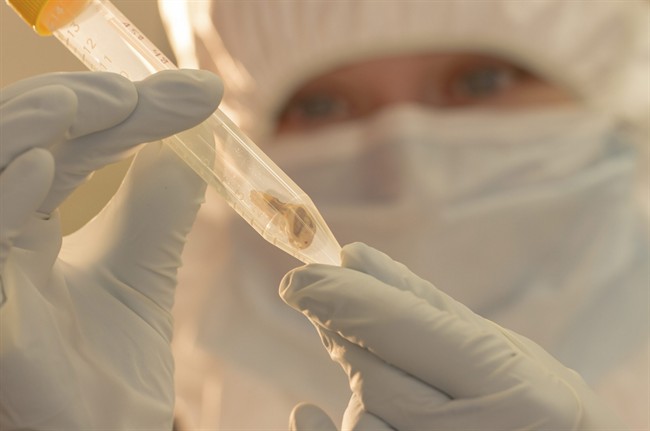 In this Jan. 17, 2014 photo provided by McMaster University, graduate biology student Jennifer Klunk examines a bone sample at McMaster University's Ancient DNA Centre in Hamilton, Canada. Scientists say two of the deadliest pandemics in history were caused by strains of the same plague and warn new versions of the bacteria could spark future outbreaks.