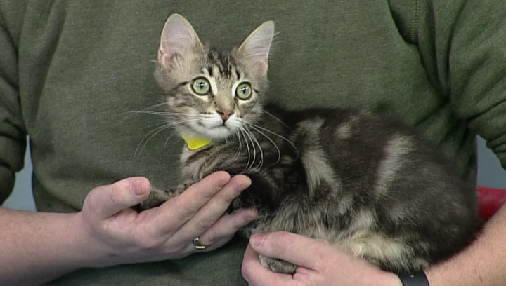 Saskatoon SPCA has two kittens looking for a new home.