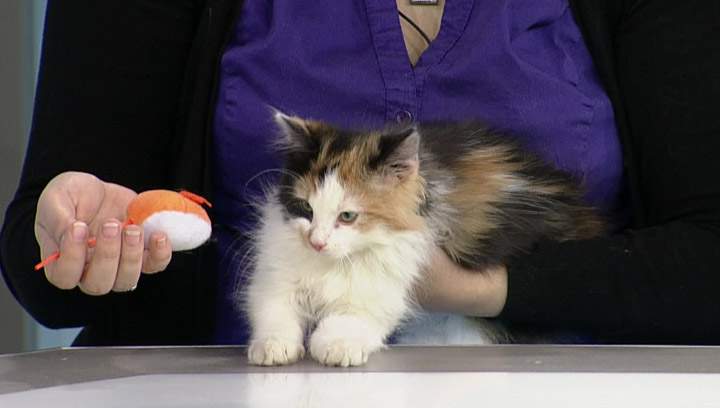 The Saskatoon SPCA has two kittens looking for new homes.