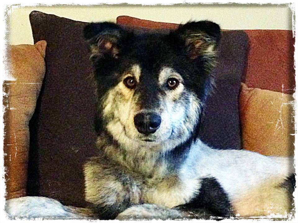 Molly is starting to look healthier and healthier.