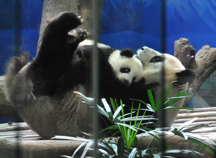 Yuan Zai (top) , the first Taiwan-born baby panda, hugs her mother Yuan Yuan inside an enclosure at the Taipei City Zoo on Jan. 6, 2014. (Photo credit: Mandy Cheng/AFP/Getty Images)