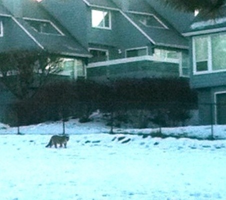 More cougar problems in Coldstream - image