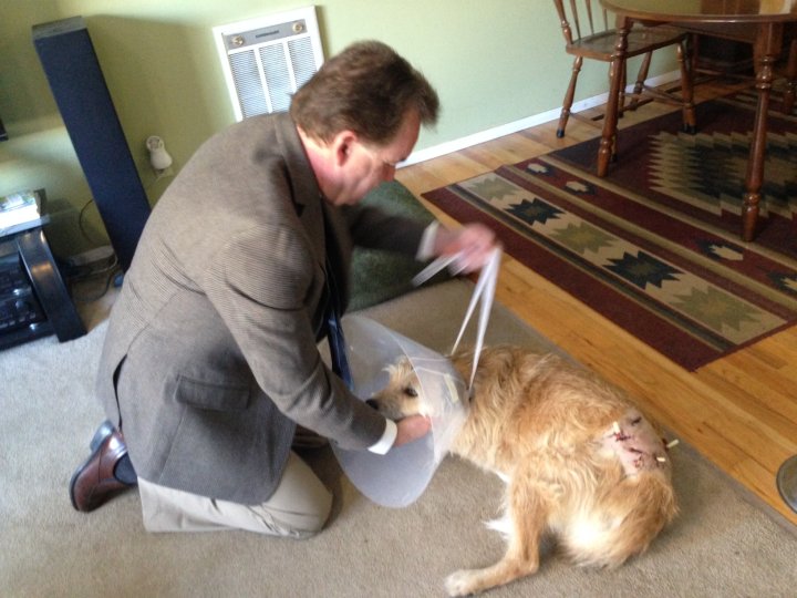 WATCH Bobcat strongly suspected in Oliver dog attack Globalnews.ca