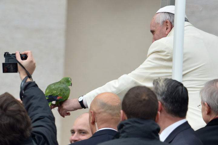 Pope Francis holds a parrot as he arrives for his general audience at St Peter’s square on January 29, 2014 at the Vatican.