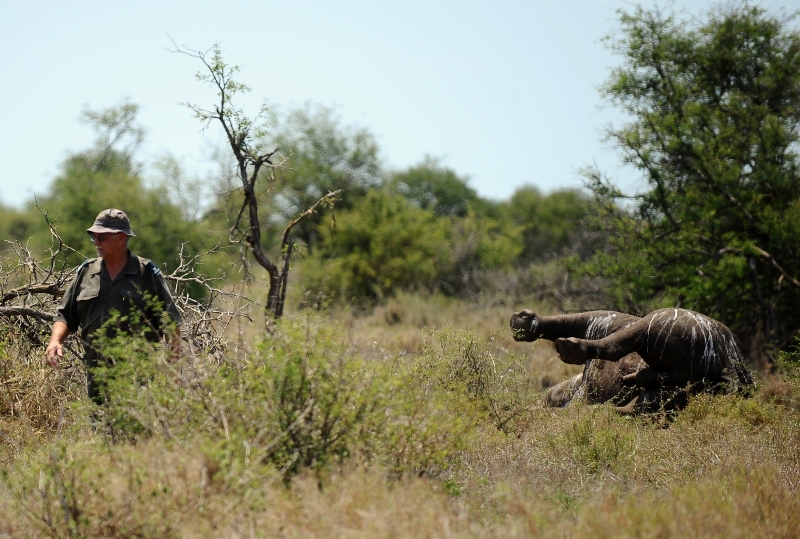 Kobus De Wet, an environmental crime investigator, walks past the carcass of a three-day-old rhinoceros killed by poachers at Houtboschrand in the southern part of Kruger National Park, northeastern South Africa, on November 27, 2013. 