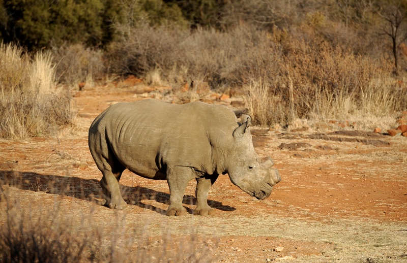 A black dehorned rhinoceros walks on August 3, 2012 at the Bona Bona Game Reseve, 200 kms southeast of Johannesburg.