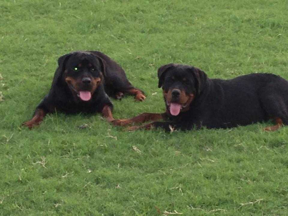 City of Richmond has applied for an application to destroy these two Rottweilers.