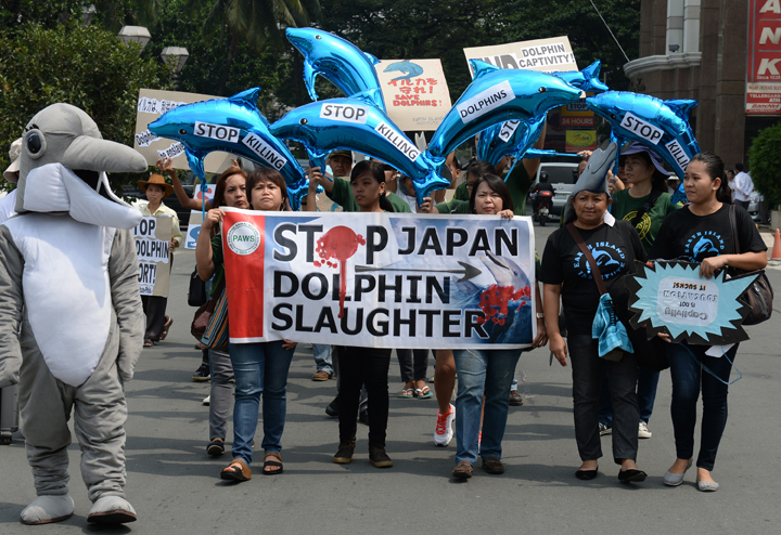 Protesters hold dolphin-shaped ballons and anti-dolphin slaughter placards as they march to the Japanese embassy in Manila on September 2, 2013, at a protest against the annual dolphins and small whales hunt known as 'Japanese drive fisheries' in Taiji, Japan. 
