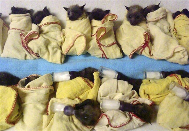 In this photo released by the Australian Bat Clinic, fifteen heat-stressed baby Flying Foxes (bats) are lined up ready to feed at the Australia Bat Clinic near the Gold Coast in Queensland, Australia, Thursday,.