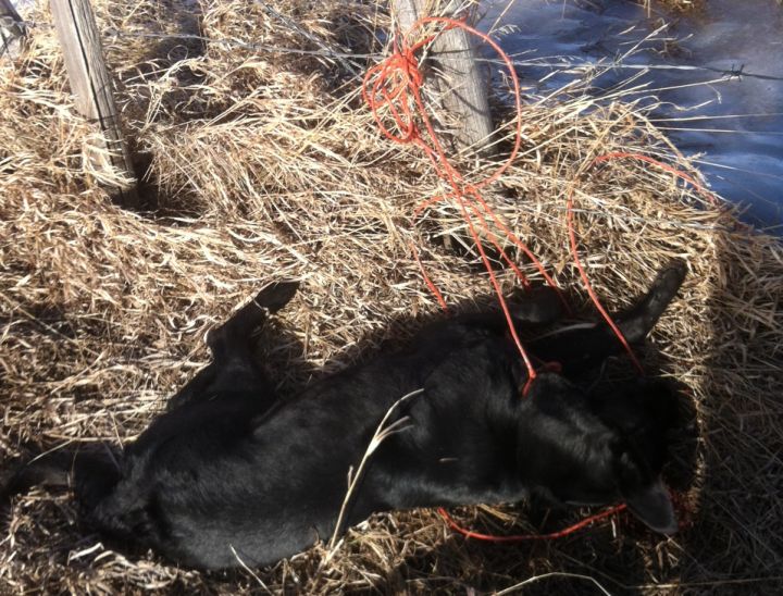 RCMP investigate after a dog was found dead on a rural property just outside the Town of Taber.