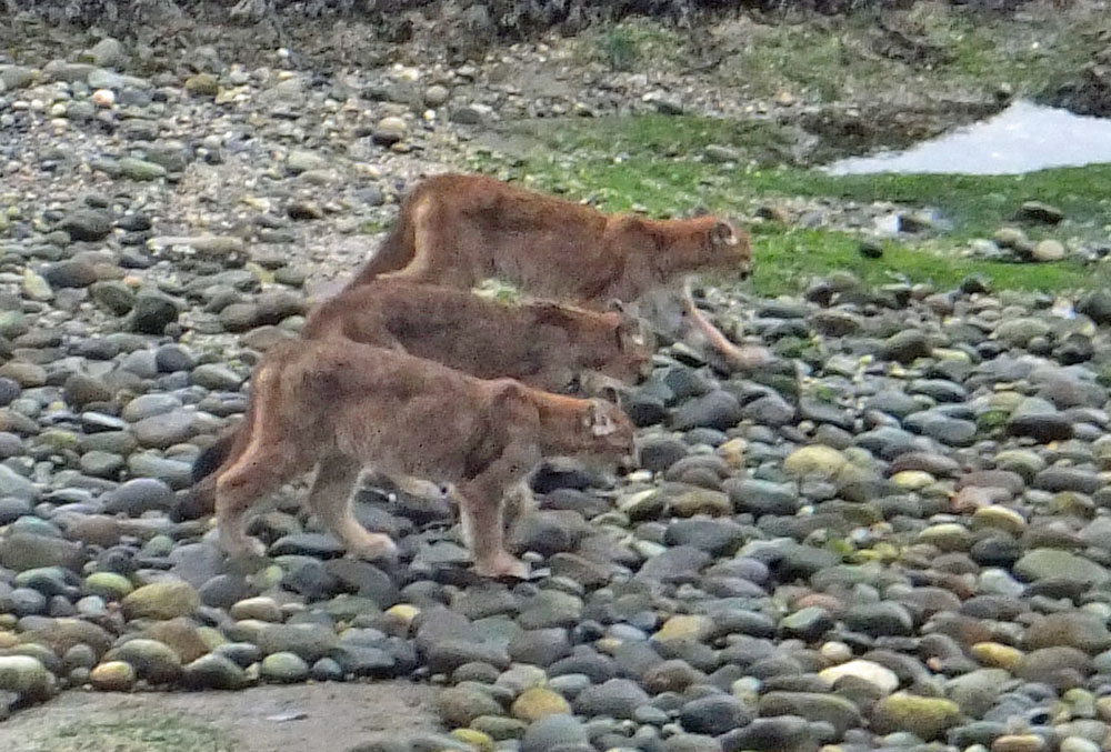 Rare Sighting Of 3 Cougars Together On Sunshine Coast Beach Photos