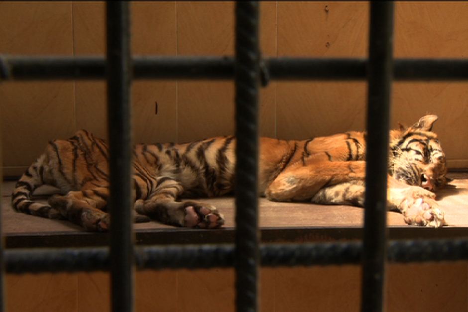 Okanagan Woman Exposes Zoo Atrocities - image
