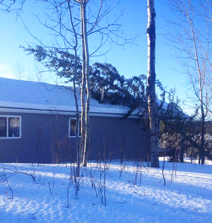 A downed tree on top of a building near Big River, Sask. on Jan. 15, 2014.