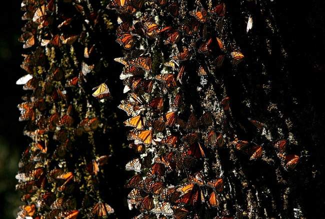 Monarch butterflies drop migration may disappear