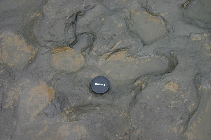 Human footprints, thought to be more than 800,000 years old, were found in silt on the beach at Happisburgh on the Norfolk coast of England. The camera lens cap is laid beside them to indicate scale. 