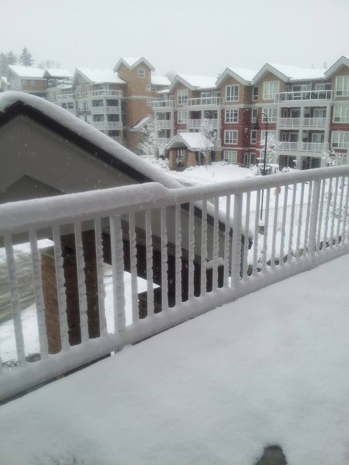 GALLERY Snow hits Vancouver Island (and parts of the Lower Mainland