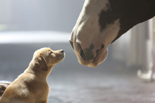 This undated frame grab provided by Anheuser-Busch shows the company's 2014 Super Bowl commercial entitled“Puppy Love”. The ad will run in the fourth quarter of the game. (AP Photo/Anheuser-Busch).