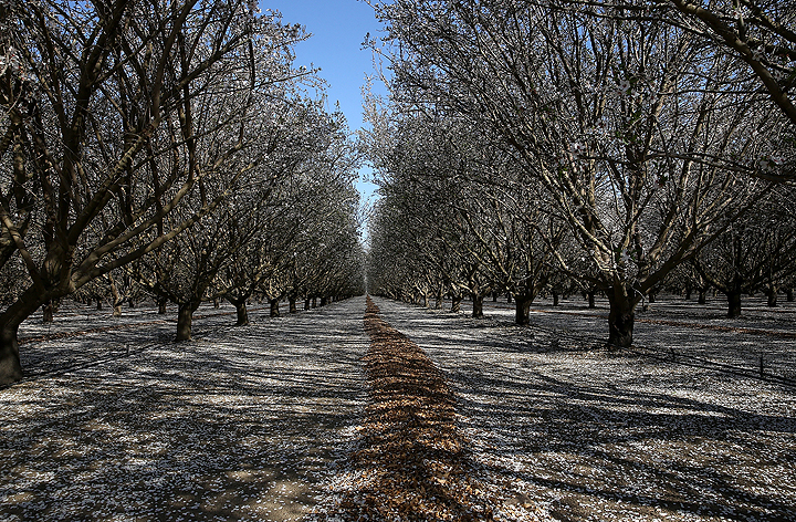 Almond trees bloom at Baker Farming on February 25, 2014 in Firebaugh, California.