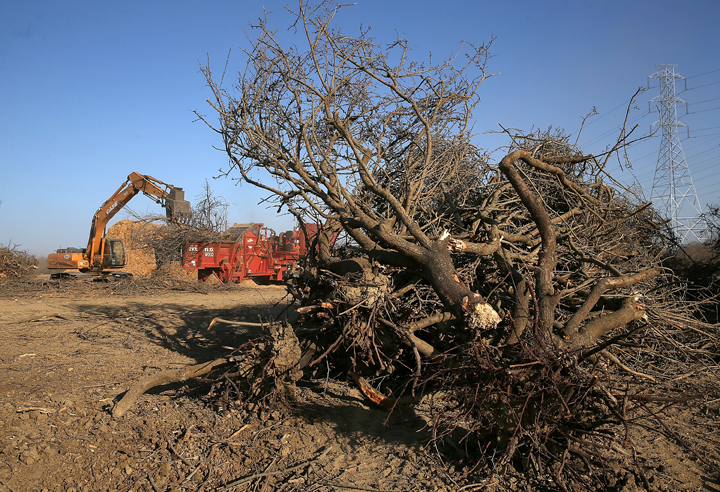 Uprooted almond trees lay on the ground before being shredded at Baker Farming on Feb. 25, 2014 in Firebaugh, California.