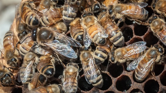 The Ontario Beekeepers Association says it can't endorse a provincial report that doesn't do enough to stem the use of pesticides.