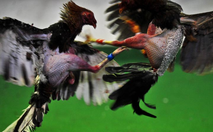 3,000 Birds Rescued In New York Cockfighting Takedown - National ...