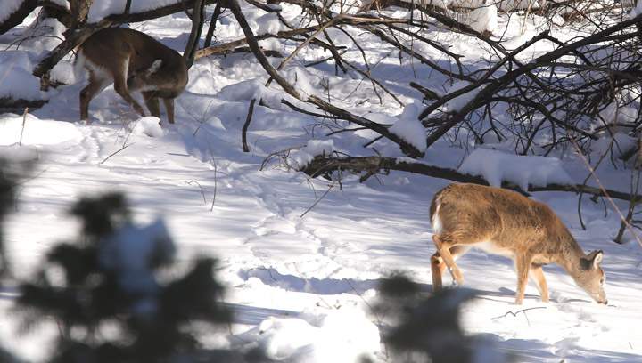 Deer forage for food in the aftermath of a snow storm in Narberth, Pa. Wednesday, Jan. 22, 2014. Saskatchewan wildlife officials investigating after Facebook video posting of hunter riding wounded deer down a hill.