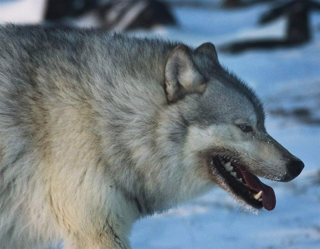 Saskatchewan government expands wolf hunt project to deal with livestock predation.