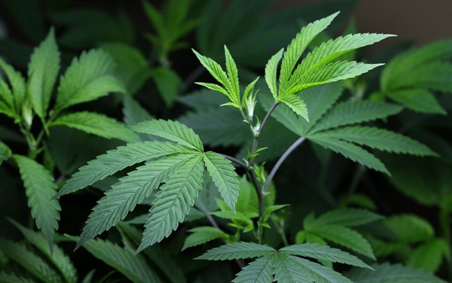 FILE: A file photo of a Marijuana plant.