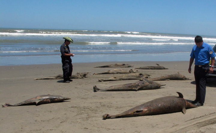 In this April 6, 2012 photo, coast guard officials stand next to dolphins caracasses on the shore of Pimentel Beach in Chiclayo, Peru. Scientists and Peruvian officials are investigating a mass die-off of hundreds of dolphins along the South American country's coast. 