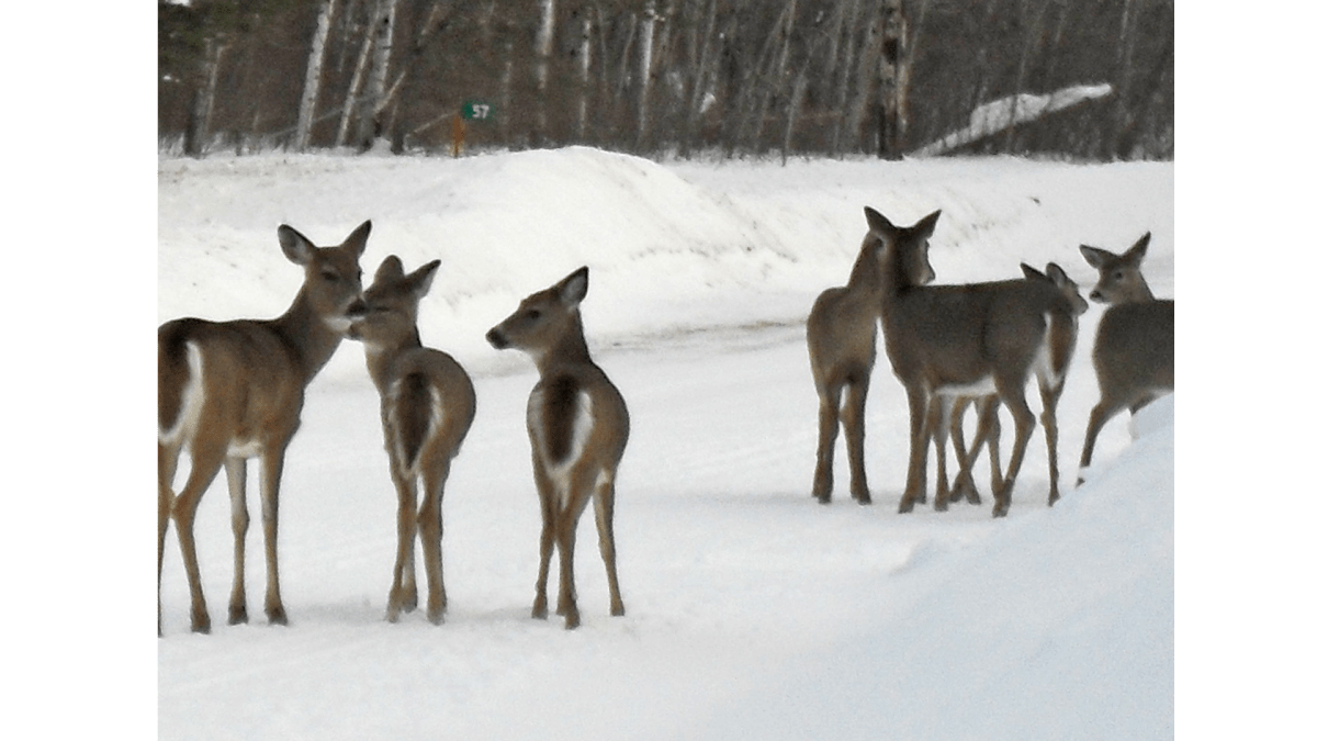 Your Manitoba