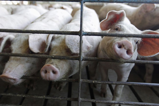 David Duval, the president of the province's pork breeders' association, said these kinds of protests are stressful for both the pork producers and the animals themselves.