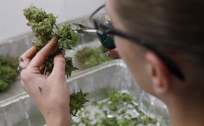 In this Dec. 27, 2013 photo, an employee trims away unneeded leaves from pot plants, at a marijuana dispensary in Denver. THE CANADIAN PRESS/AP, Brennan Linsley.