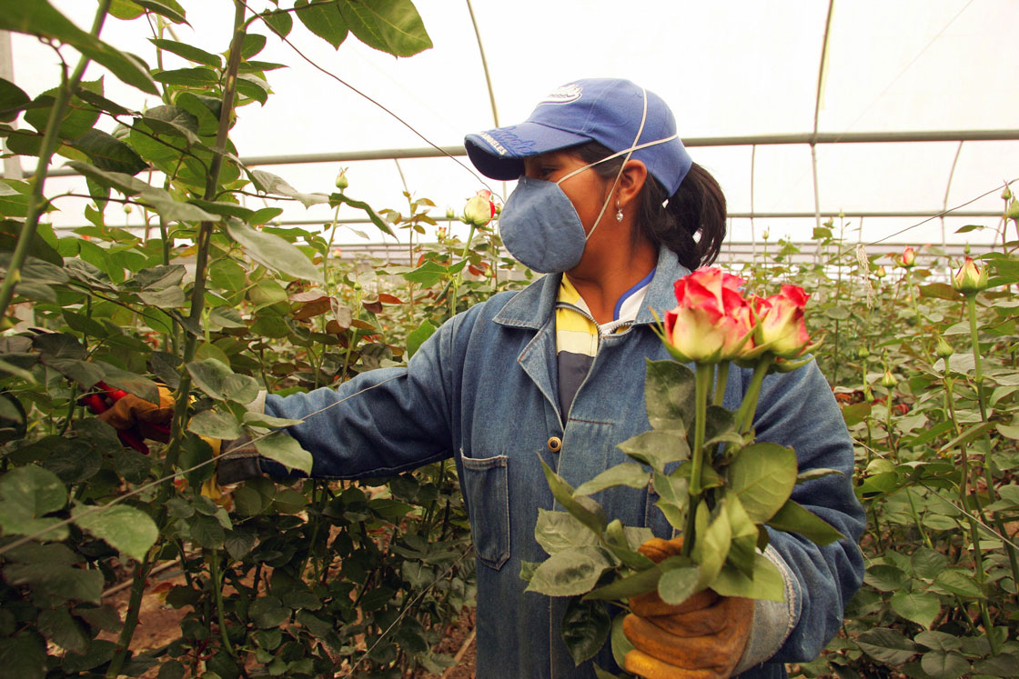 Ecuador will ship an estimated $120 million in flowers in advance of Valentine’s Day, experts say. Seven in ten roses will head to the United States, and from there, many will be trucked into to Canada.